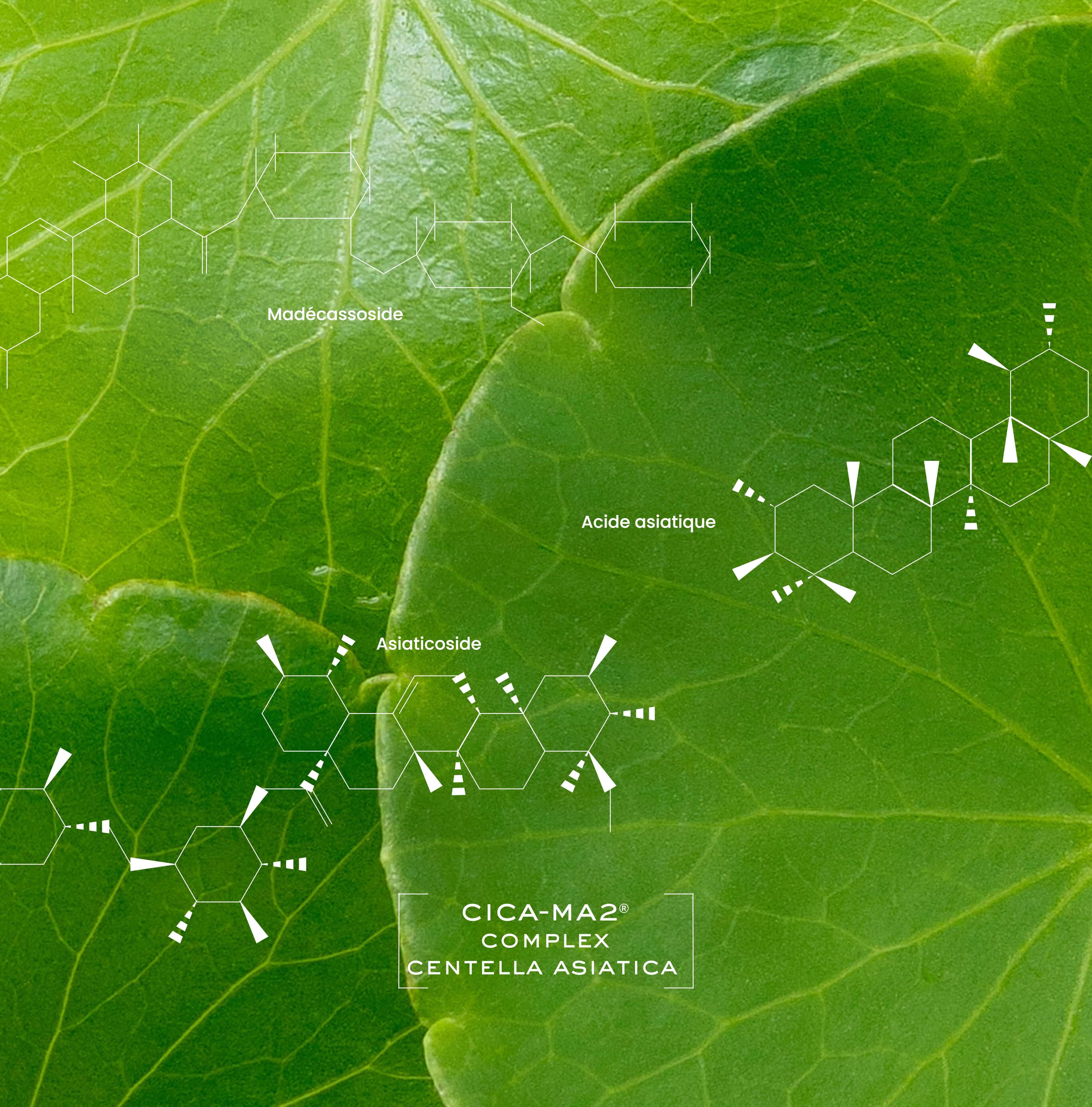 Centella Asiatica